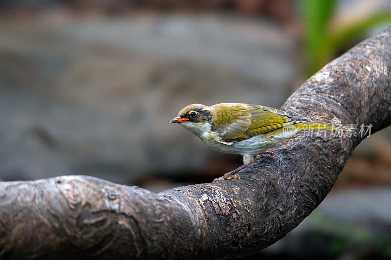 白色naped蜜食者(Melithreptus lunatus)